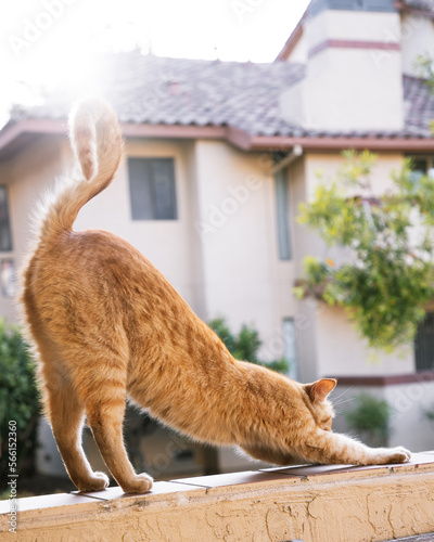 Morning stretch