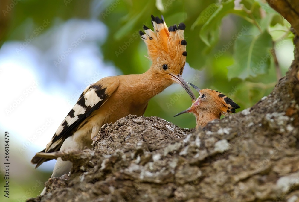 Eurasian Hoopoe (Upupa epops) are feeds its young during spring. They hatch in Europe and Asia in the summer and return to Africa in the winter. Eurasian Hoopoe (Upupa epops) are feeds its young during spring. They hatch in Europe and Asia in the summer and return to Africa in the winter.