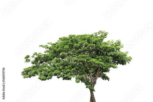 Tree isolated on transparent background PNG file