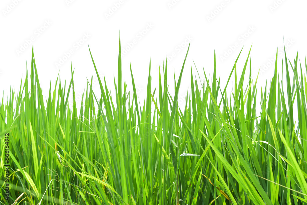Green rice field isolated on transparent background PNG file Green rice field isolated on transparent background PNG file