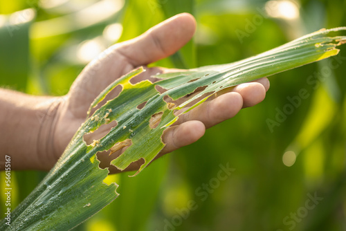Photos Farmer working in the corn and checking problem in his farm about aphis or worm eating on corn leaf after planting