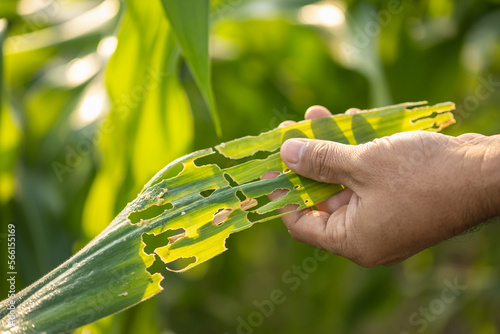 Bild auf Leinwand Farmer working in the corn and checking problem in his farm about aphis or worm eating on corn leaf after planting