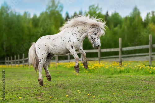 Funny appaloosa pony playing in the field in summer photo