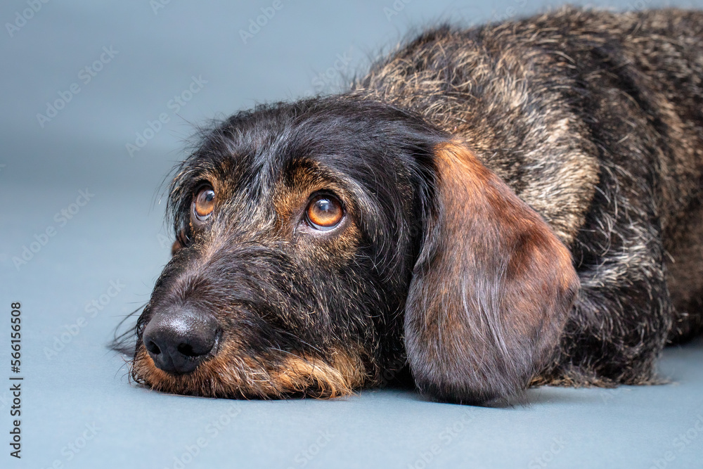 Hund, Dackel im Studio, Freisteller Hund, Dackel im Studio, Freisteller