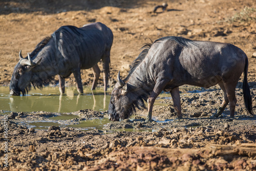 Two wildebeests drinking water at a watering hole