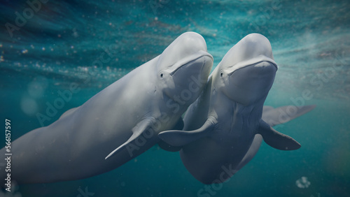 Beluga  white whale couple is swimming together