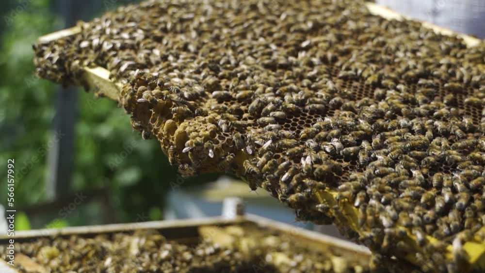 A beekeeper inspects a frame with bees. Honey, a beehive. A sunny summer day at the apiary in the garden. A beekeeper inspects a frame with bees. Honey, a beehive. A sunny summer day at the apiary in the garden.
