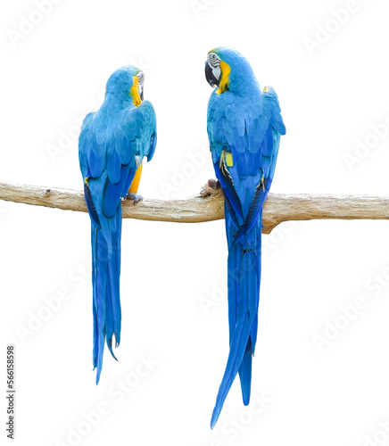 Macaw parrots on branch isolated on transparent background PNG file