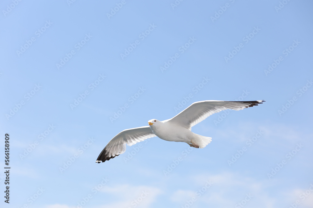 Fototapeta premium Baikal big gull flies over the lake