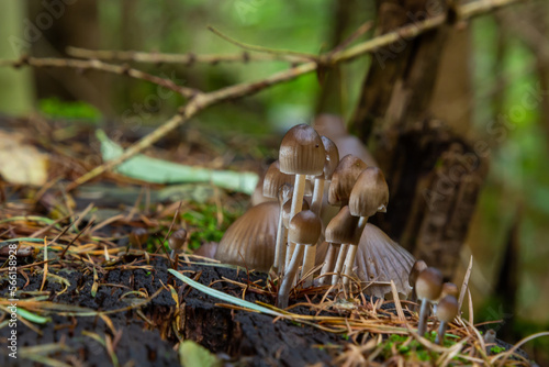 Amicable family of mushrooms with thin legs Clustered bonnet on a green background Mushroom-Mycena inclinata photo