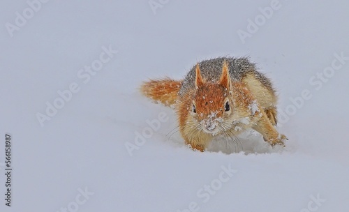 The Caucasian Squirrel (Sciurus anomalus) eats the acorns that it hides under the ground in autumn by removing it from under the snow in winter. photo