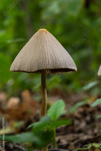 A vertical closeup of a small brown mushroom Conocybe siliginea photo