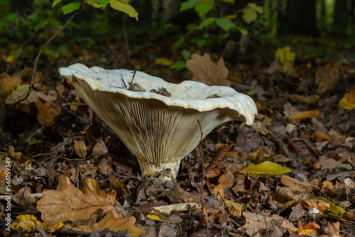 Lactifluus vellereus formerly Lactarius vellereus fungus in the forest photo