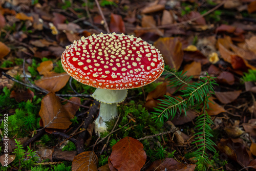 Close-up of a Amanita poisonous mushroom in nature. Fly amanita Amanita muscaria mushroom © Oleh Marchak