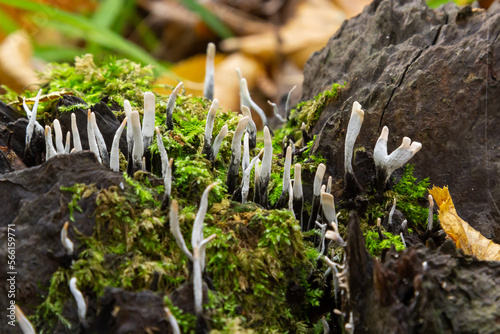 Amazing litte mushroom looks like branches with drops of dew - Xylaria hypoxylon photo