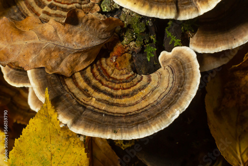 trametes versicolor, also known as coriolus versicolor and polyporus versicolor mushroom photo
