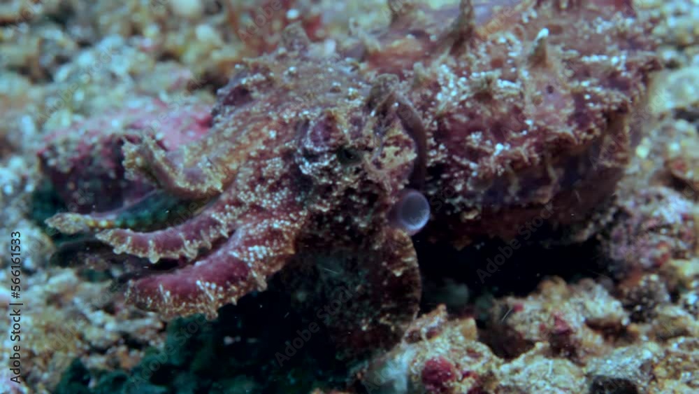 Funny bright cuttlefish Metasepia pfefferi is known as a toxic cephalopod, has different names, such as painted, bright or fiery cuttlefish, is one of most amazing mollusks of underwater world. Funny bright cuttlefish Metasepia pfefferi is known as a toxic cephalopod, has different names, such as painted, bright or fiery cuttlefish, is one of most amazing mollusks of underwater world.