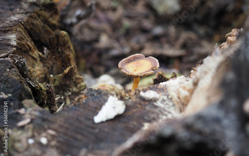 wood decay xylophagous fungus photo