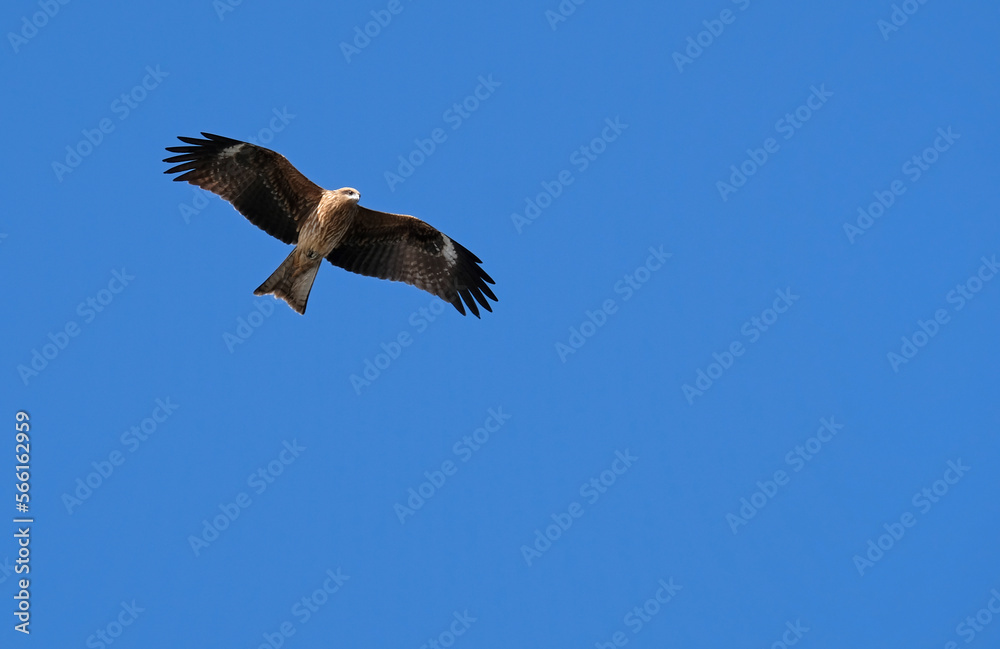Black Kite (Milvus migrans) in Japan against the blue sky