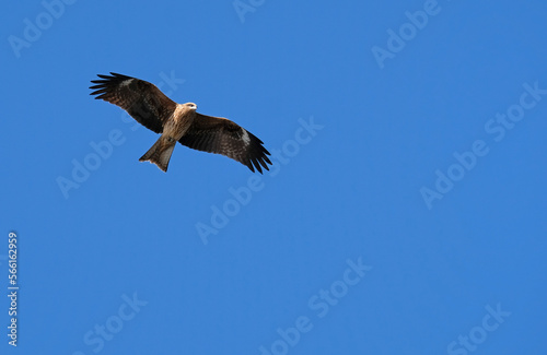 Black Kite  Milvus migrans  in Japan against the blue sky