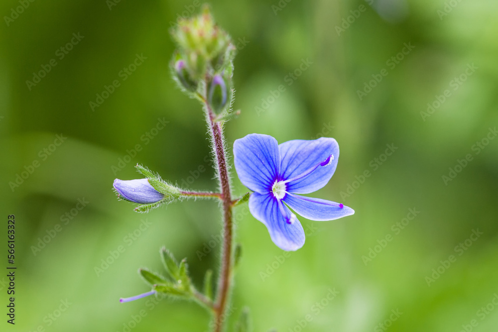 Violet with an open flower and an unopened flower. Close-up