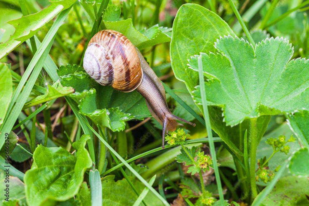 Snail crawls through dense thickets of plants