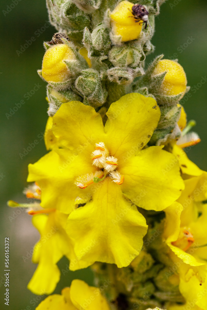 Yellow wild flower in the mountains of Kazakhstan