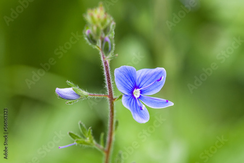 Obraz na płótnie Violet with an open flower and an unopened flower. Close-up w salonie