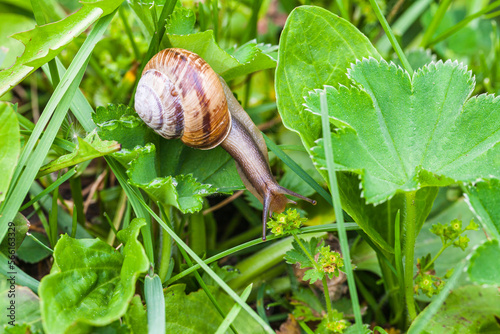 Obraz na płótnie Snail crawls through dense thickets of plants w salonie