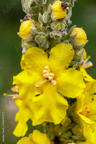 Obraz na płótnie Yellow wild flower in the mountains of Kazakhstan w salonie
