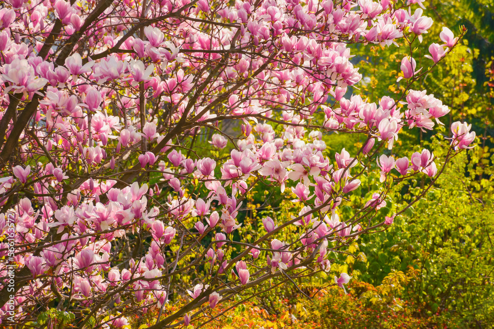 magnolia tree in full blossom. pink flowers on the branches in morning light. spring has come concept magnolia tree in full blossom. pink flowers on the branches in morning light. spring has come concept