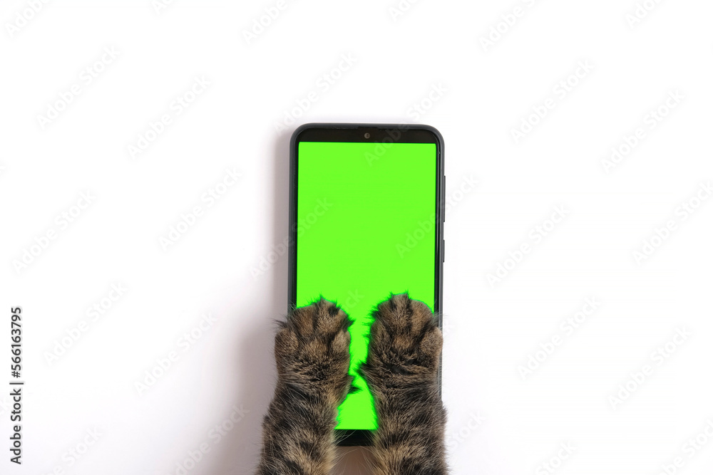Cat paw touching, clicking, tapping and swiping phone with chromakey  screen. Feline Paw typing smartphone with green background. Close-up.  Chroma key vertical mock up for advertising. Cat using phone Photos | Adobe