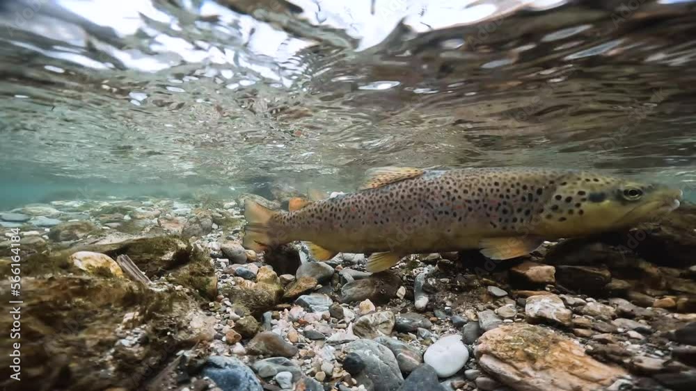 Underwater footage of spawning Brown Trout (Salmo trutta morpha fario