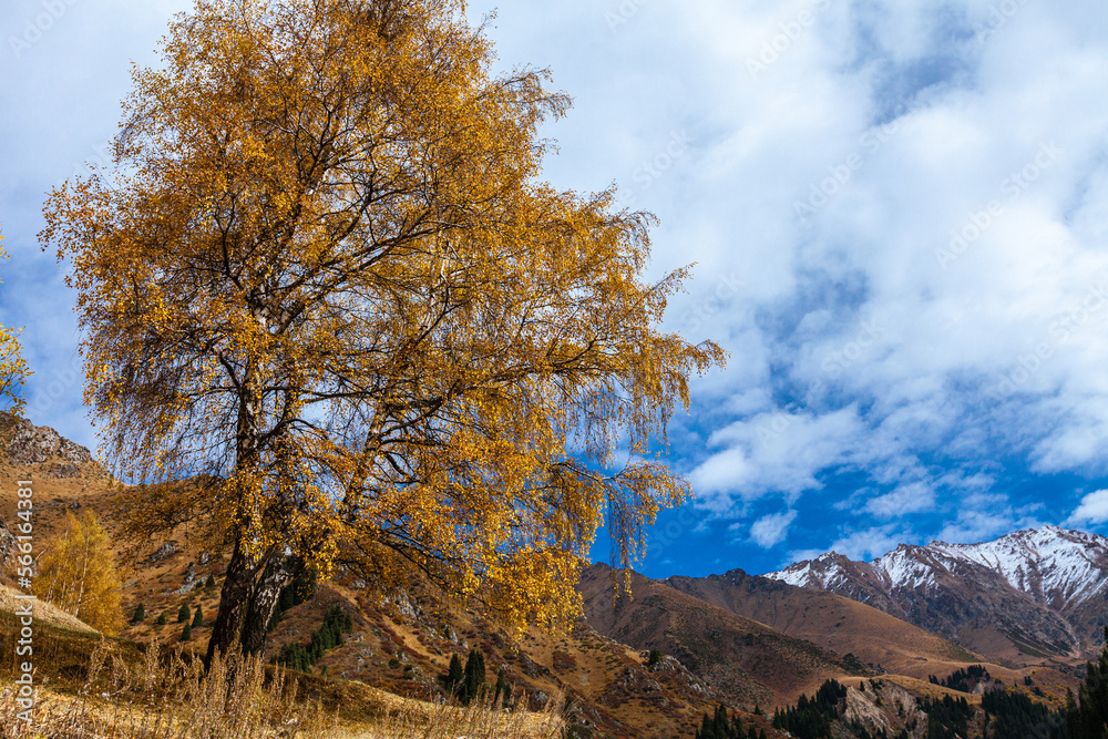 Lonely birch against the backdrop of snow-capped mountains. Blue sky with clouds