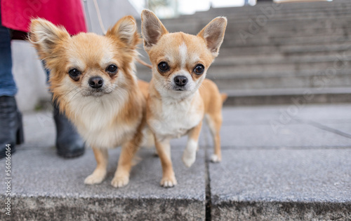 Chihuahua dogs standing on footpath photo