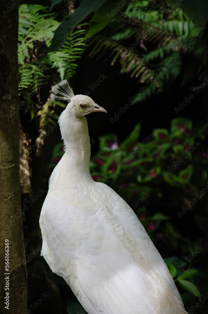 Close-up of beautiful white Indian peacock with stunning feathers posing to the camera in the Kinantan Zoo, Bukittinggi, Indonesia, dark background Close-up of beautiful white Indian peacock with stunning feathers posing to the camera in the Kinantan Zoo, Bukittinggi, Indonesia, dark background