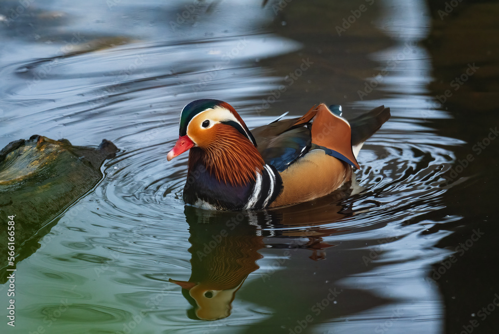 Mandarin Duck - Aix galericulata, beautiful colorful duck from Asian lakes and rivers, China. Mandarin Duck - Aix galericulata, beautiful colorful duck from Asian lakes and rivers, China.