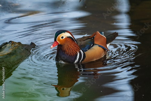 Mandarin Duck - Aix galericulata, beautiful colorful duck from Asian lakes and rivers, China.