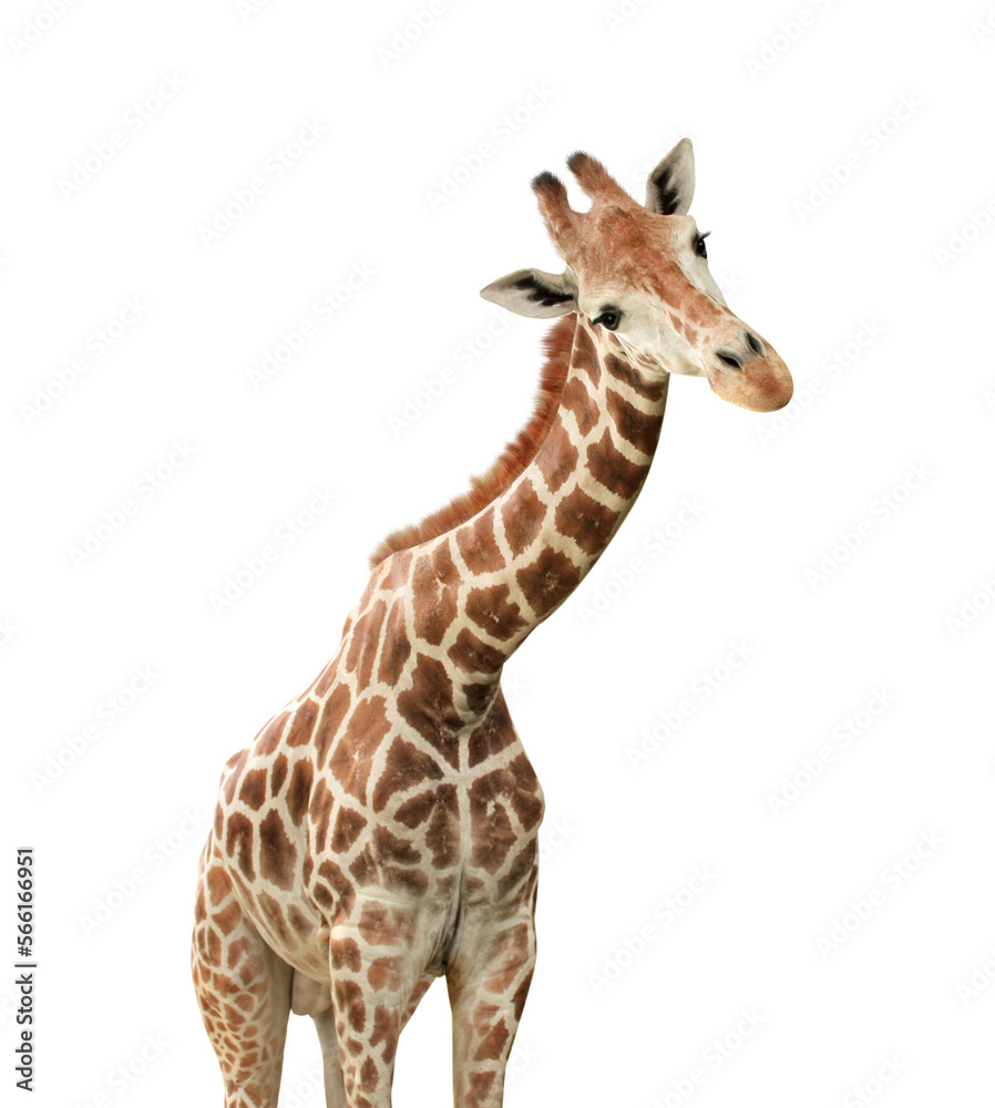 Cute nosy giraffe. Isolated on white background