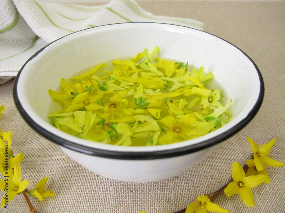 Forsythia water with fresh yellow flowers of the golden-bell