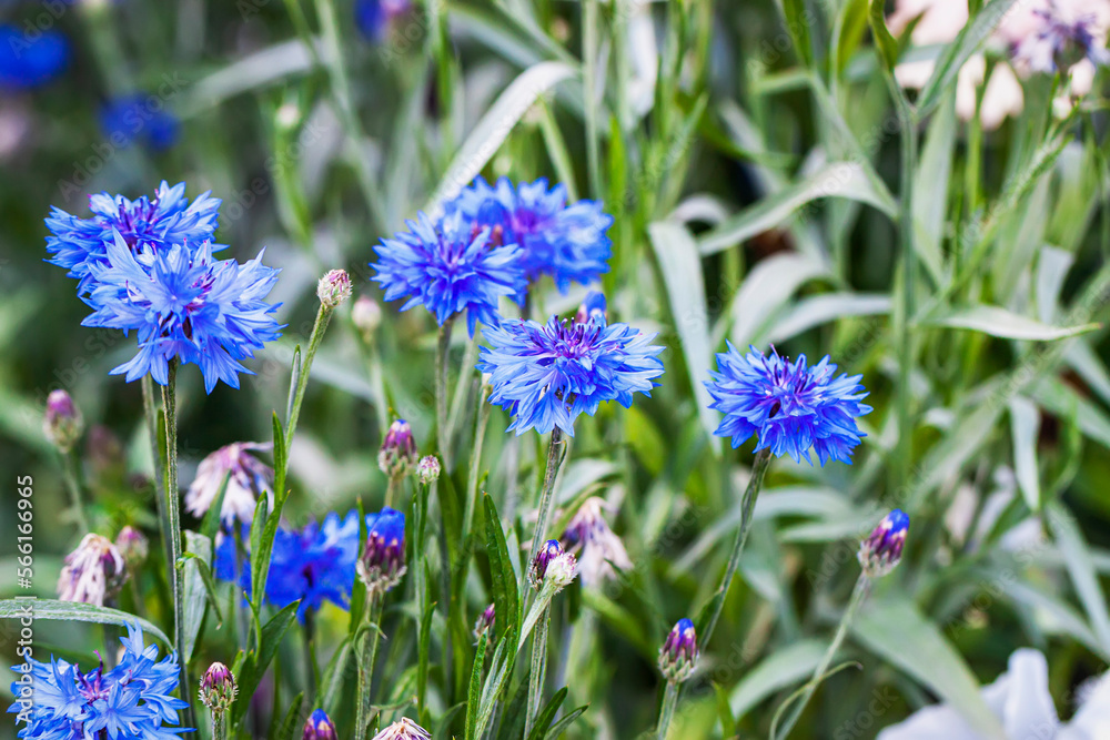 Wild blue Cornflower flowers on meadow. Wild pink flowers, honeybearing,ornamental and medicinal plant
