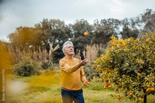 Senior man jugging oranges standing in back yard photo