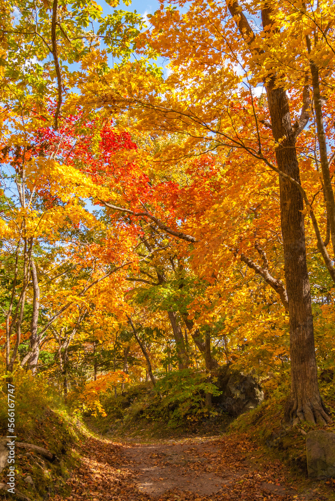 大沼公園 駒ヶ岳と紅葉と青空
大沼公園 駒ヶ岳と紅葉と青空
