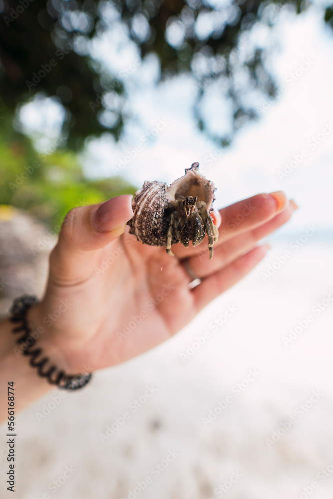 Hand of woman holding hermit crab in front of beach Hand of woman holding hermit crab in front of beach