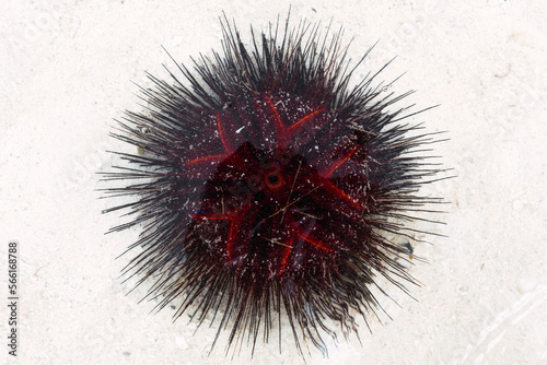 Sea urchin on sand at beach
