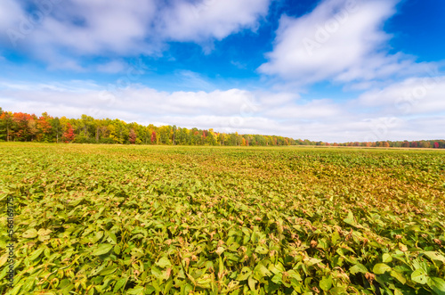 Field of soybean in front of sky on sunny day photo