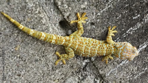 A gecko as it moves across a surface. The gecko has a distinctive and recognizable appearance, with its oval-shaped body, short legs, and long tail