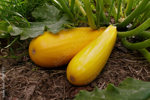 Organic yellow zucchini growing in an ecological compost bed. The concept of care in the salon or at home.
