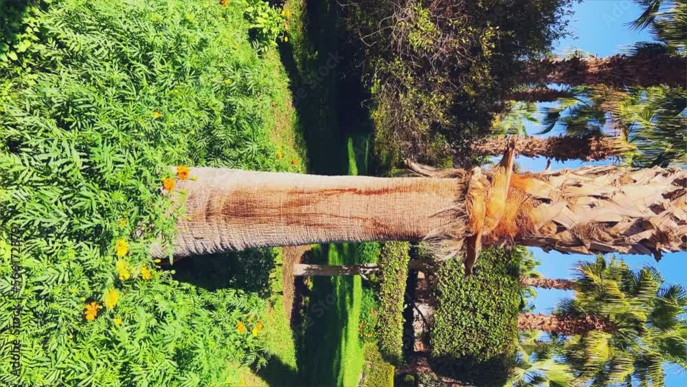 Seaside resort, travel, flowers, palm trees and clear weather. The