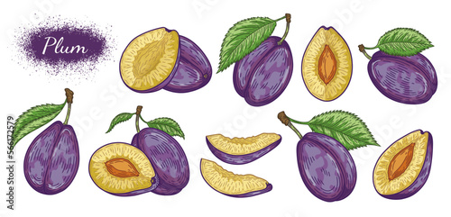 Plum sketch. Berries set. Plum on a white background. Great for labels, posters, print.